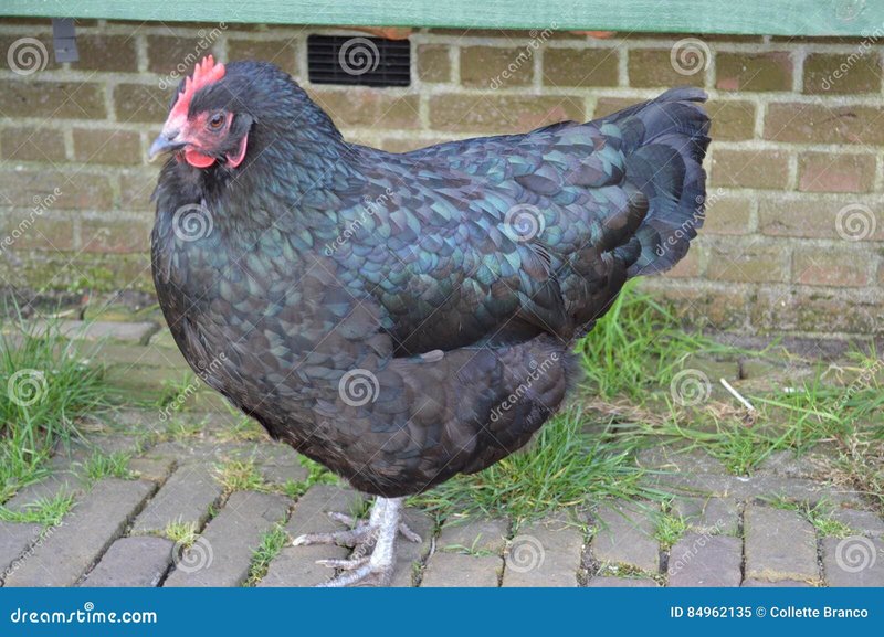 Een Gokkast met Echt Geld: Het Meeste over Chicken Road Spellen